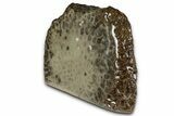 Free-Standing, Petoskey Stone (Fossil Coral) Section - Michigan #356976-1